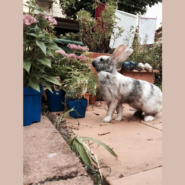 Photo of Bubbles And Squeak