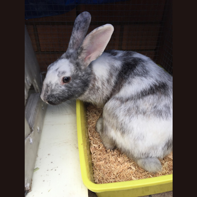 Photo of Bubbles And Squeak