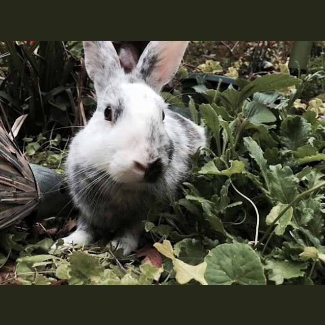 Photo of Bubbles And Squeak