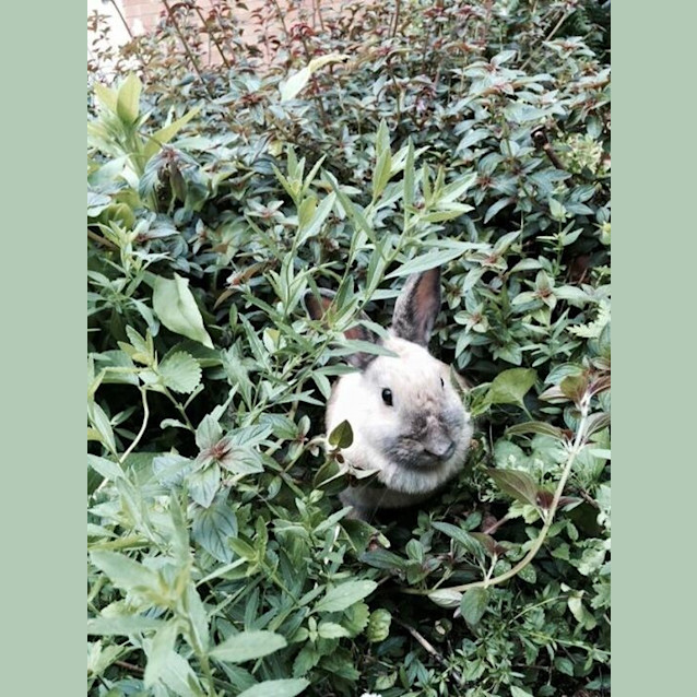 Photo of Bubbles And Squeak