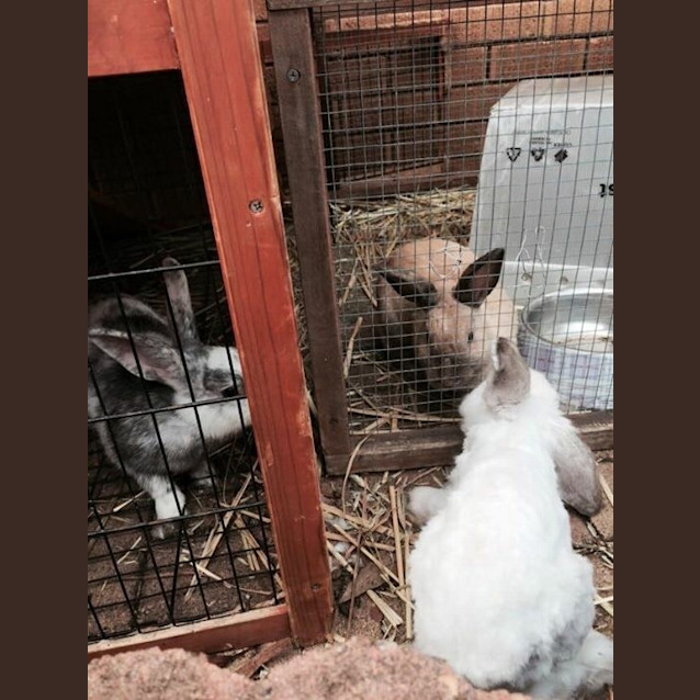 Photo of Bubbles And Squeak