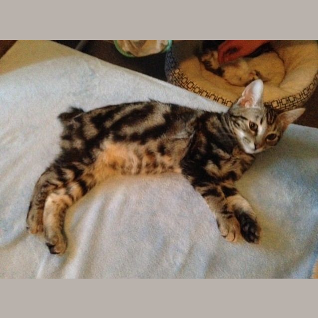 Photo of Loki
