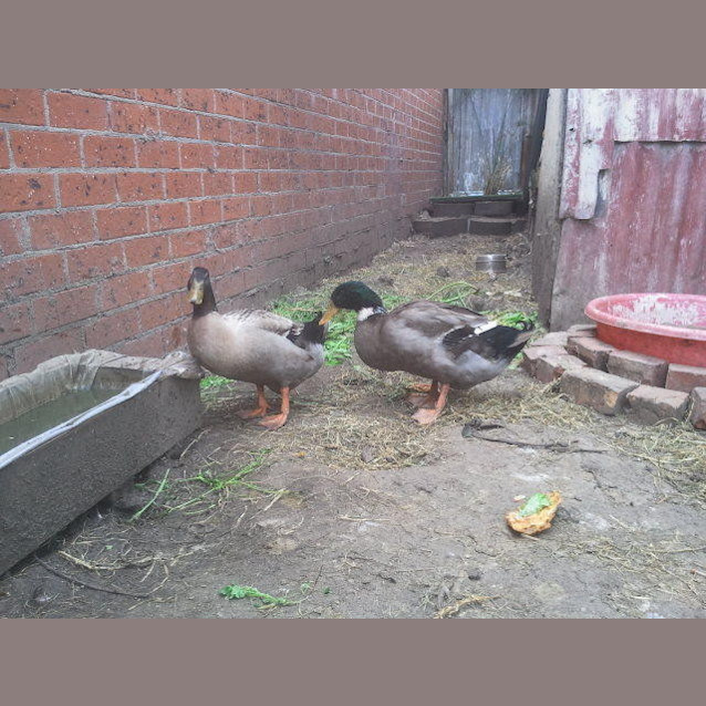 Photo of Dr. Dake And Junior