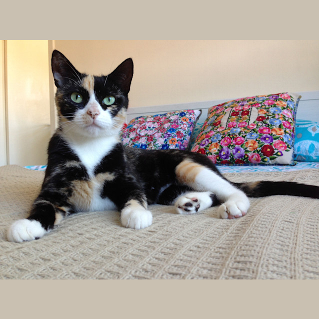 Photo of Tigerlily