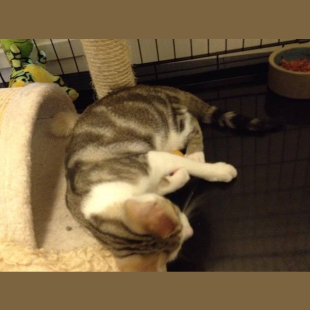 Photo of Cuddly Loving Charli