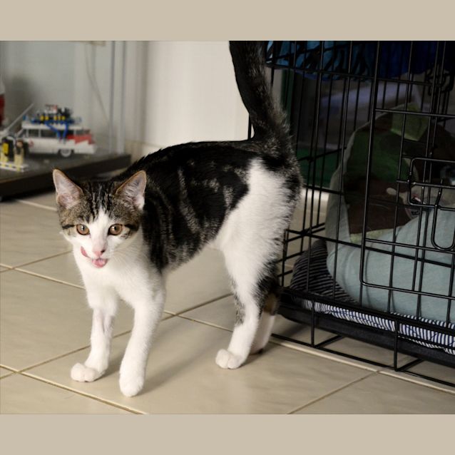 Photo of Pearl ( Reduced Adoption Fees ) 