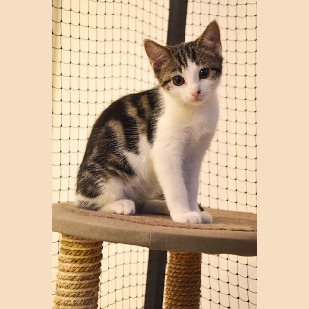 Photo of Pearl ( Reduced Adoption Fees ) 