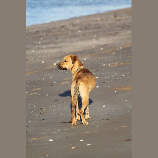 Photo of Ranger (Adoption Pending)