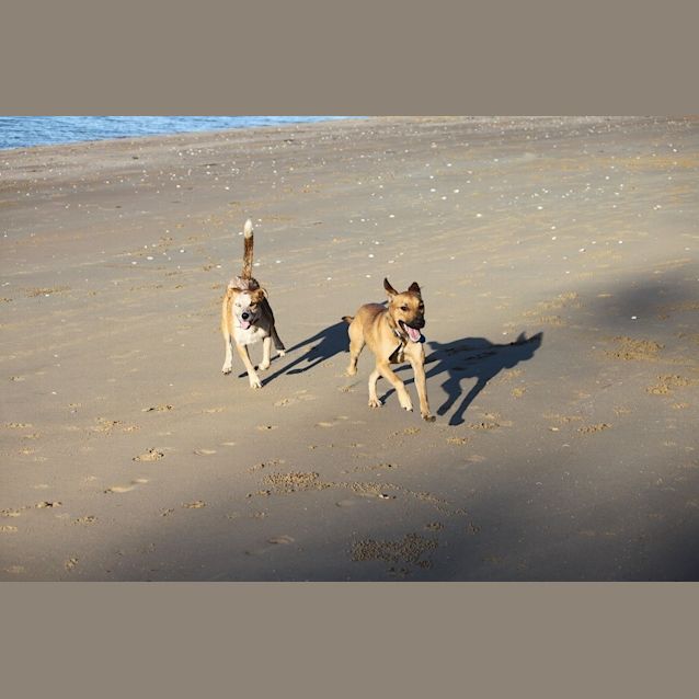 Photo of Ranger (Adoption Pending)