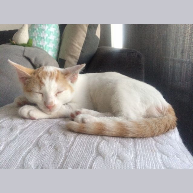 Photo of Pebbles (Are You My Bam Bam?)