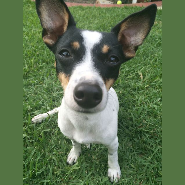 Photo of Darcy ~ Mini Foxy ~ On Trial 11/4/15
