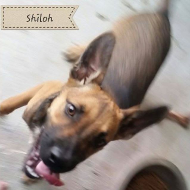 Photo of Shiloh (Adoption Pending)