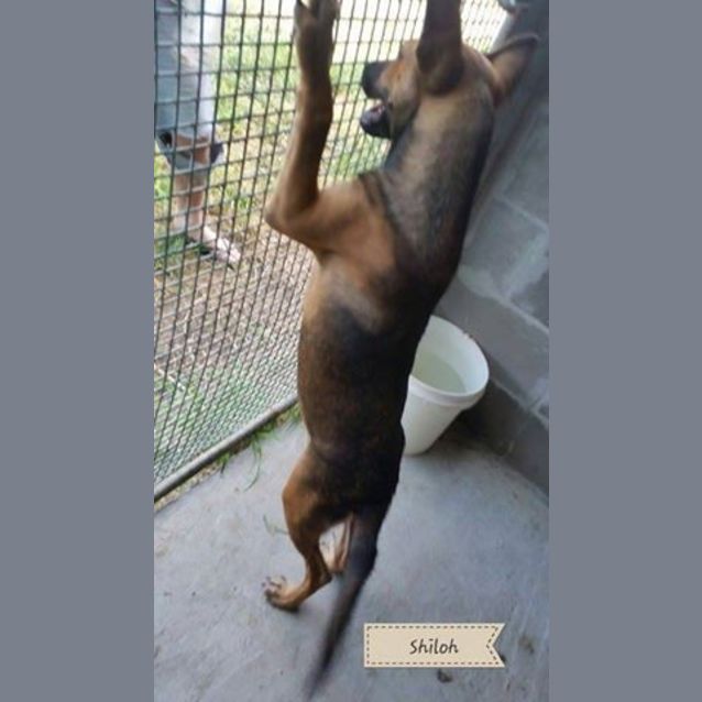 Photo of Shiloh (Adoption Pending)