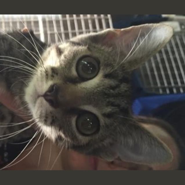 Photo of Wilbur