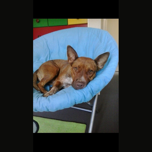 Photo of Clove    Stunning   Dog,Cat And Child Friendly 