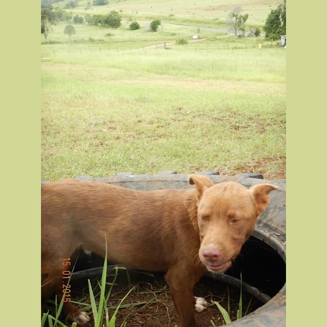 Photo of Rusty (Adoption Pending)