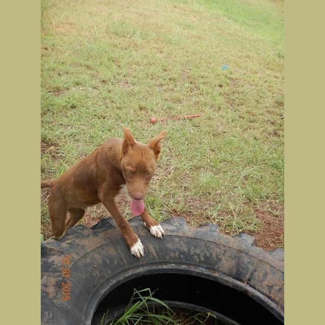 Photo of Rusty (Adoption Pending)