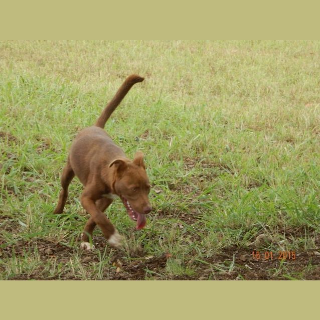 Photo of Rusty (Adoption Pending)