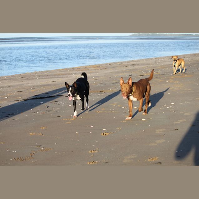 Photo of Rusty (Adoption Pending)