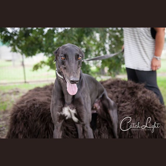 Photo of Cricket (On Trial)