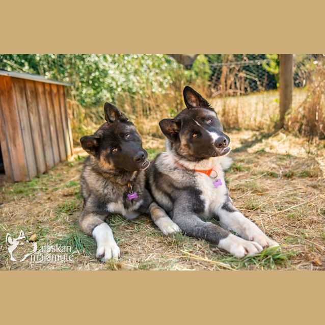 Photo of Suku And Asha