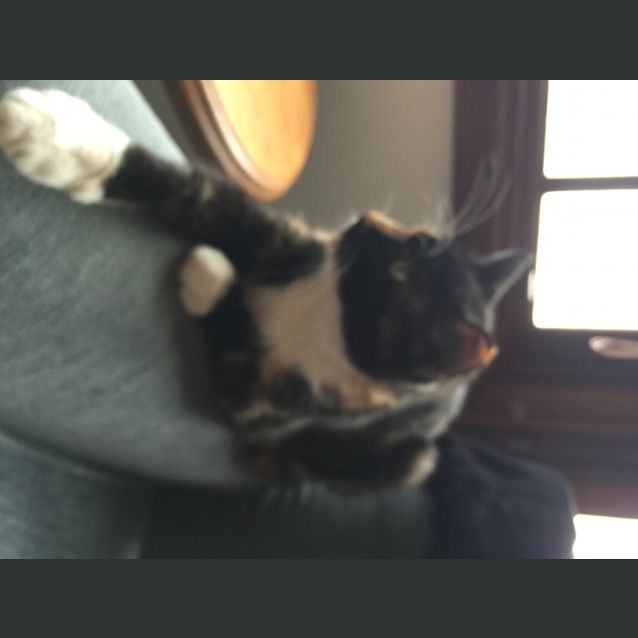 Photo of Sapphire