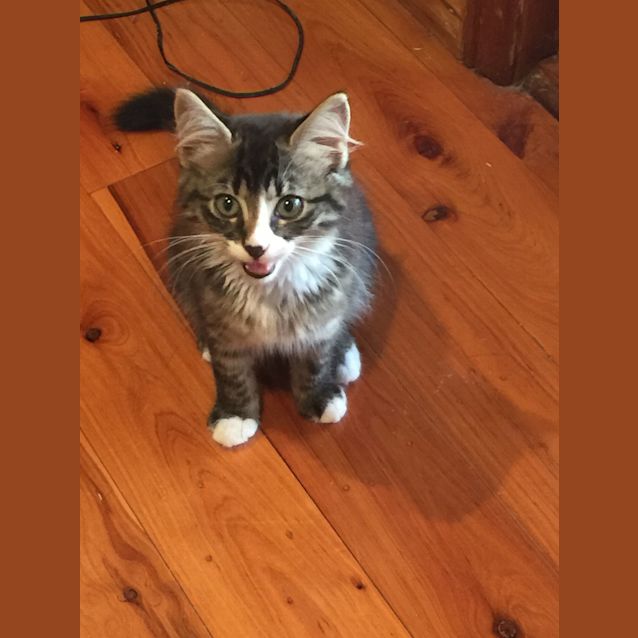Photo of Boo