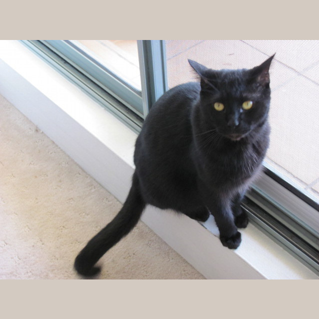 Photo of Shadow @ The Pet House Erina