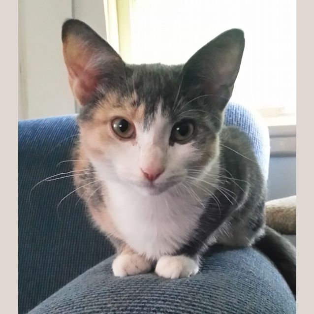 Photo of Elena & Ally (Calico Sisters)