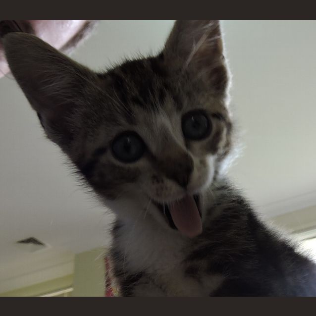 Photo of Smudge