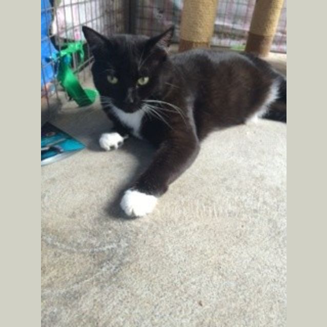 Photo of Flick