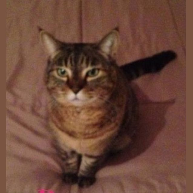 Photo of Possum