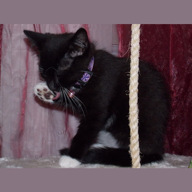 Photo of Kisu
