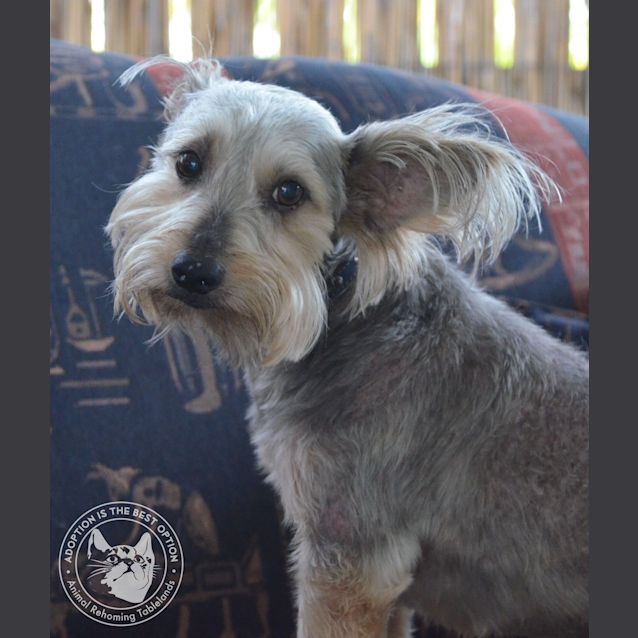 Photo of Oscar