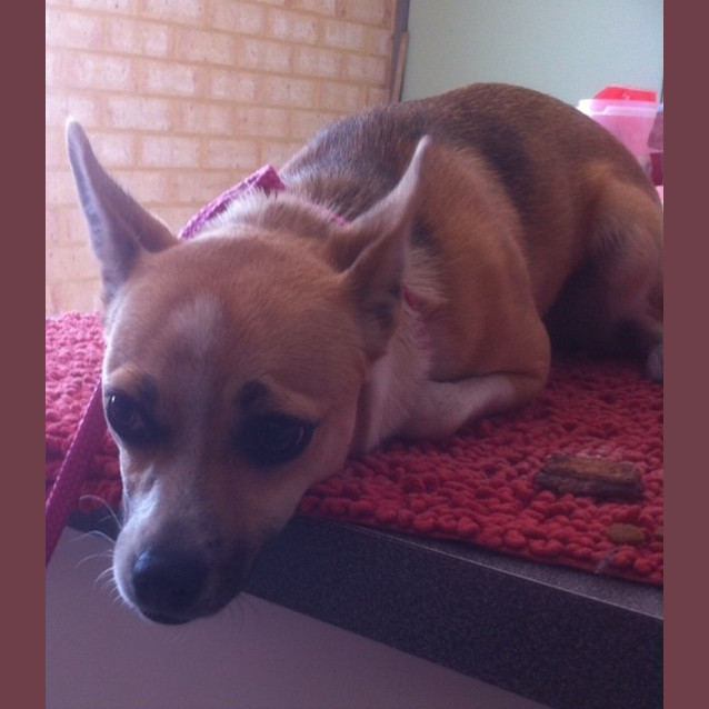 Photo of Bindi