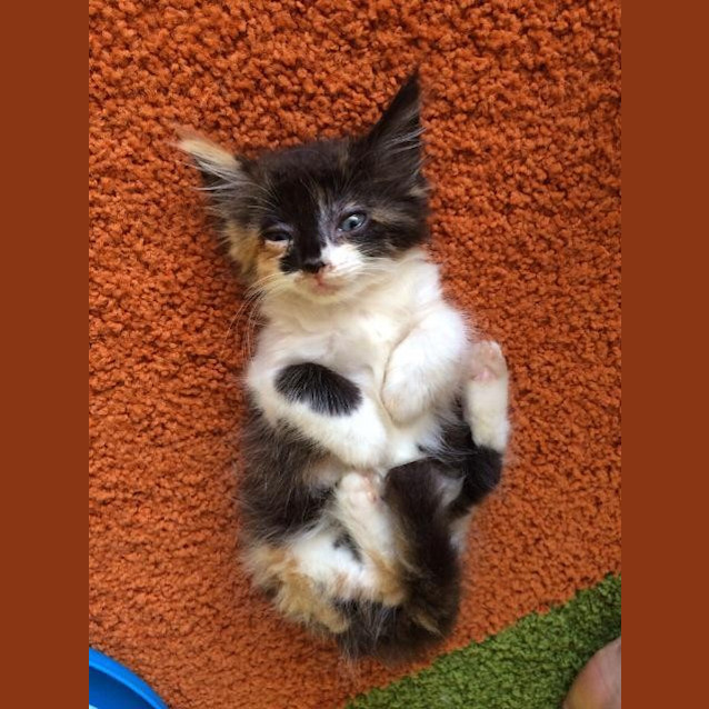 Photo of Pixie