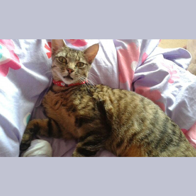 Photo of Cass (Bn C269)