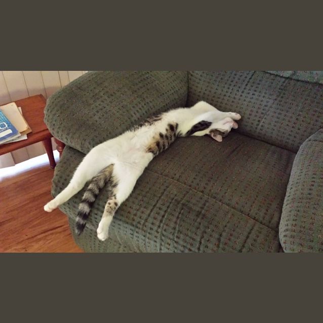 Photo of Roger The Lodger