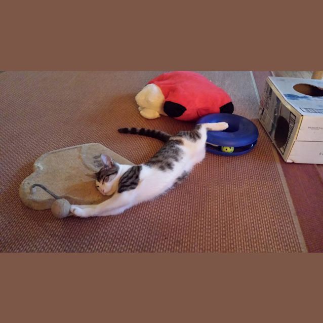 Photo of Roger The Lodger