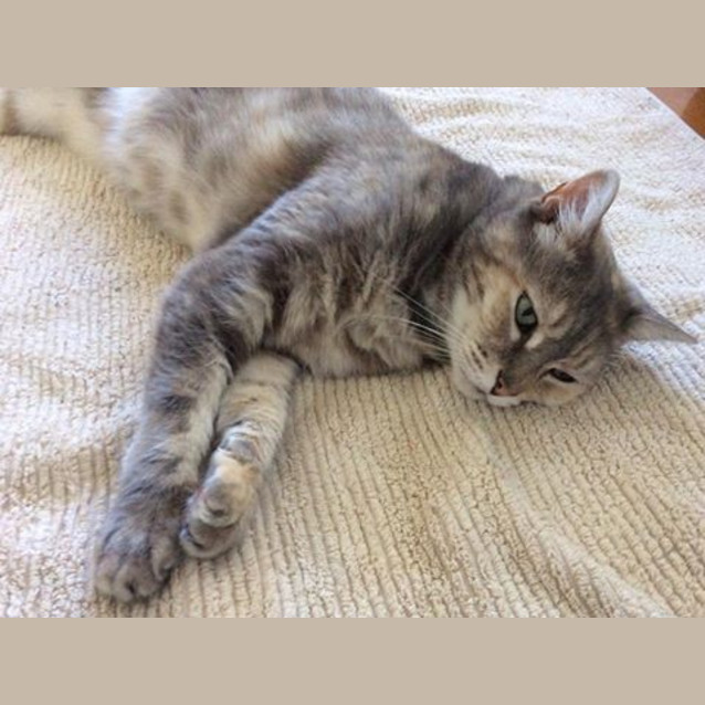 Photo of "Venus" Purrfect Match