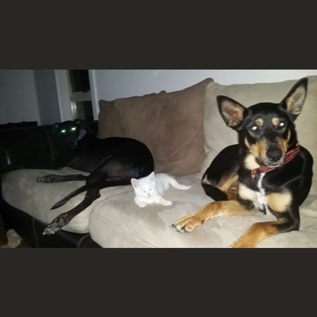 Photo of Zulu