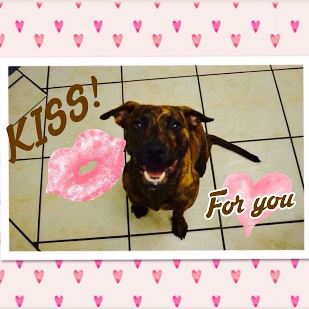 Photo of Pls Rescue Lizzy From The Pound