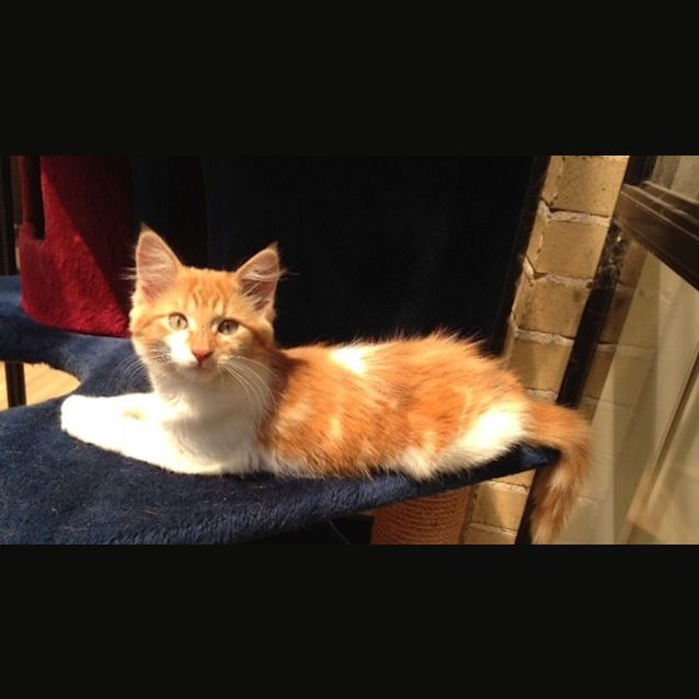 Photo of Gin