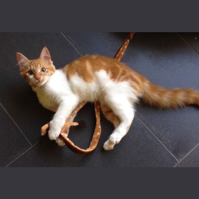 Photo of Gin