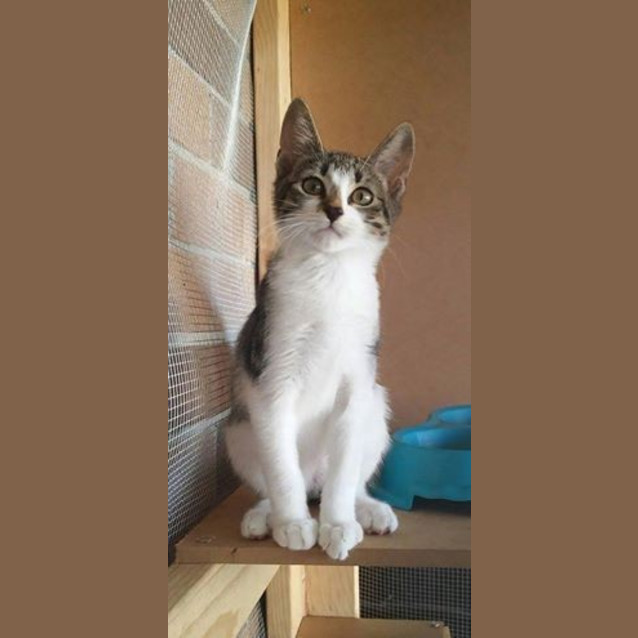 Photo of "Paisley"   Purrfect Match
