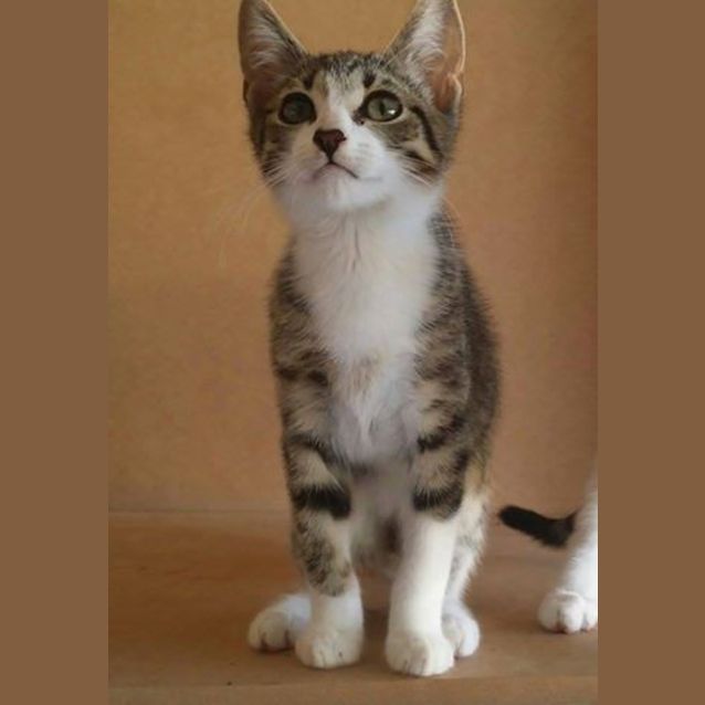 Photo of "Peyton"   Purrfect Match