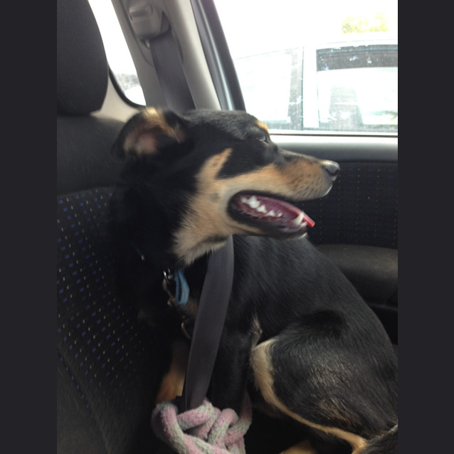 Photo of Ollie