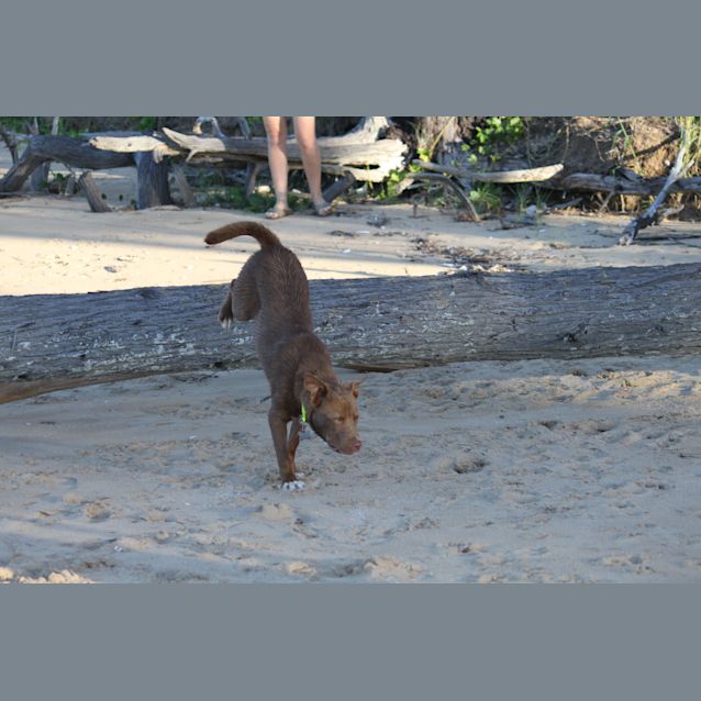 Photo of Rusty (Adoption Pending)