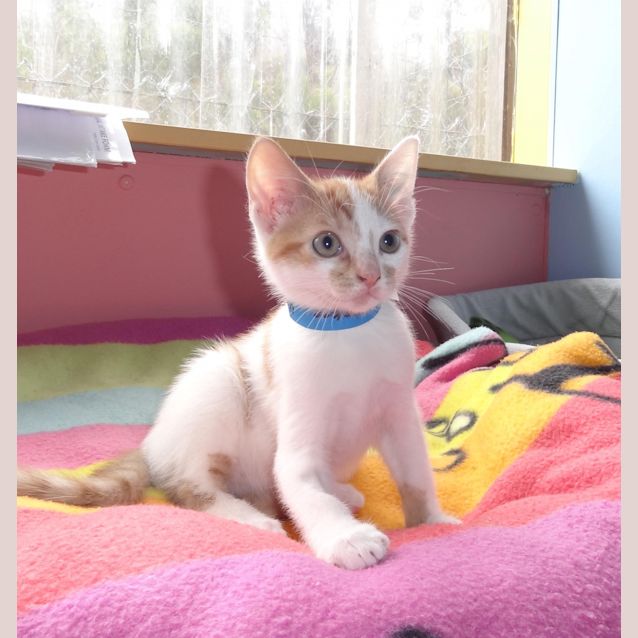 Photo of Mango