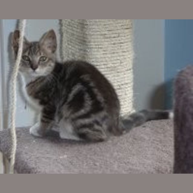 Photo of Tin ** Adoption Day**